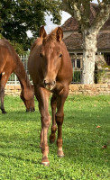Vente de cheval : Miss hollywhiz pearl